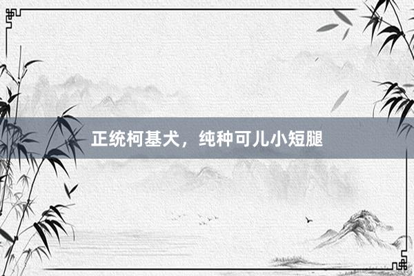 正统柯基犬，纯种可儿小短腿